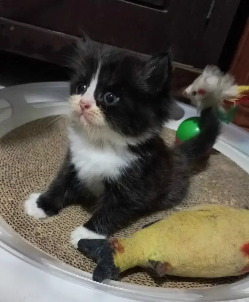 KITTEN BETINA, FLATNOSE LONGHAIR. SEHAT LINCAH, GEMBUL.