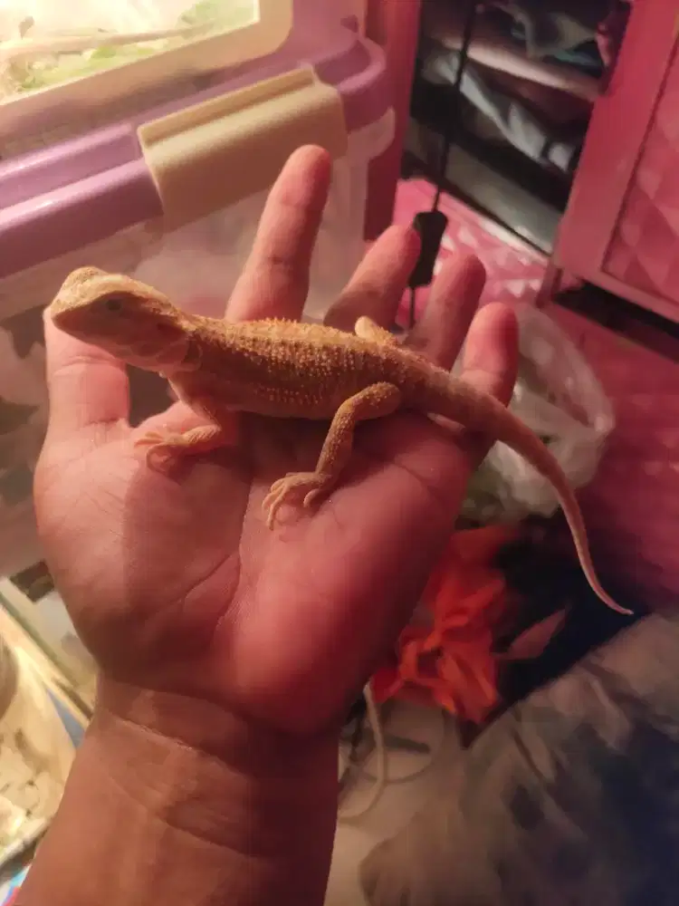 Bearded dragon 25cm