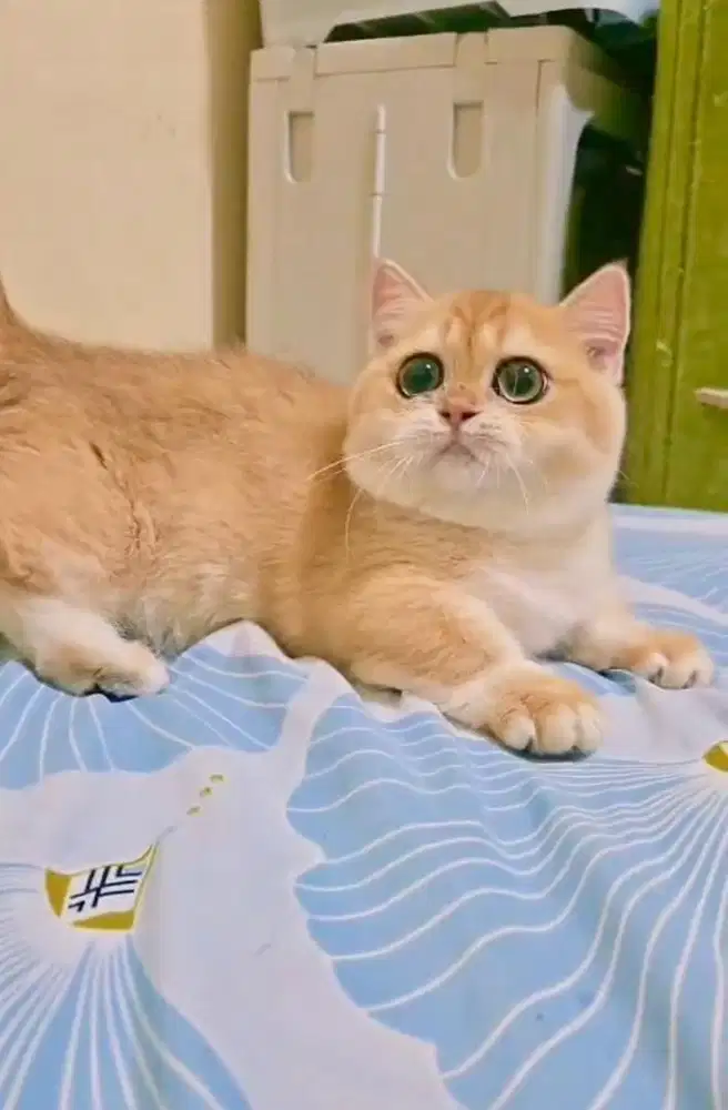 Kucing Golden Munchkin BSH NY12