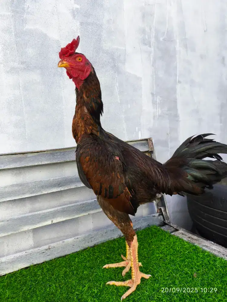 JUAL AYAM PAMA KUDA LARI