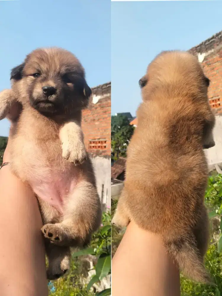 anakan anjing mix pom