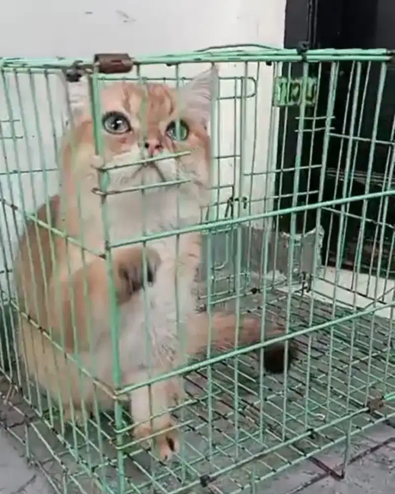 BSH Golden Ny12 Jantan Line Ped Import