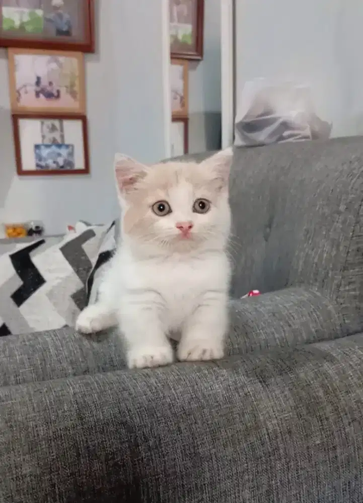 Munchkin BSH Bico Betina