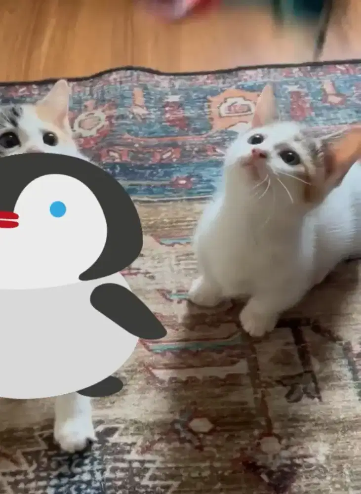 Munchkin Calico Betina