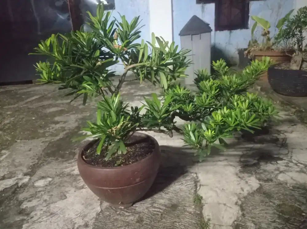TANAMAN HIAS BONSAI LOHANSUNG