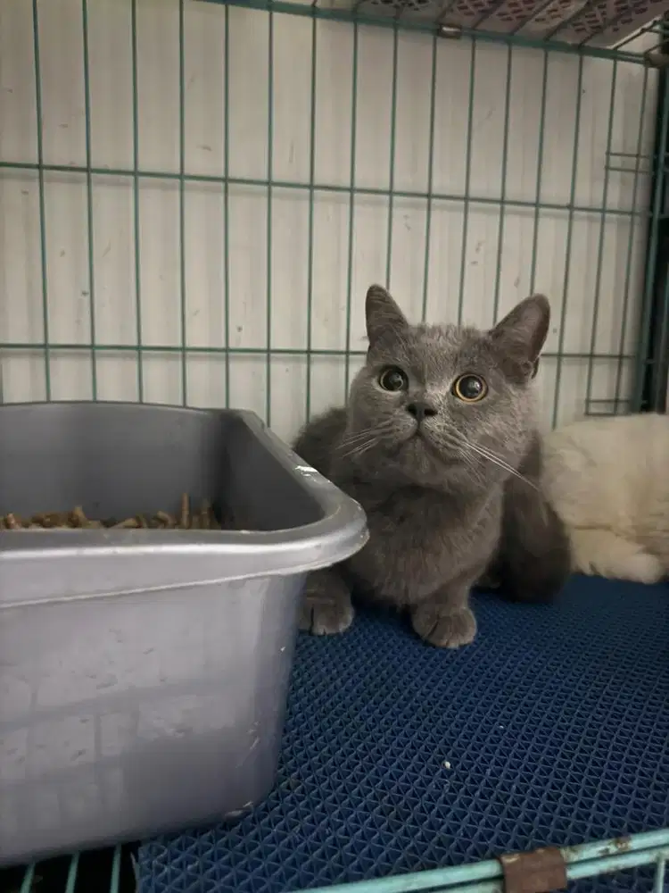 BSH BLUE MALE 1 TAHUN