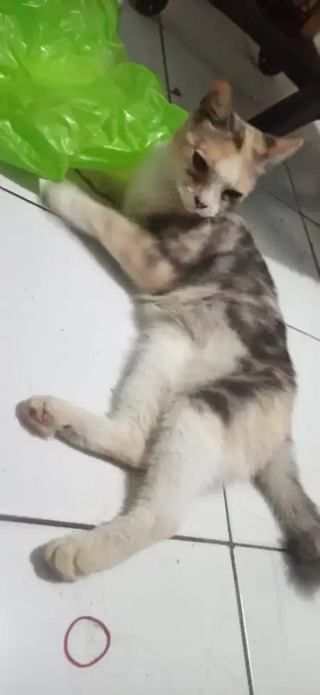 LA kucing BSH x mixdome betina alpha