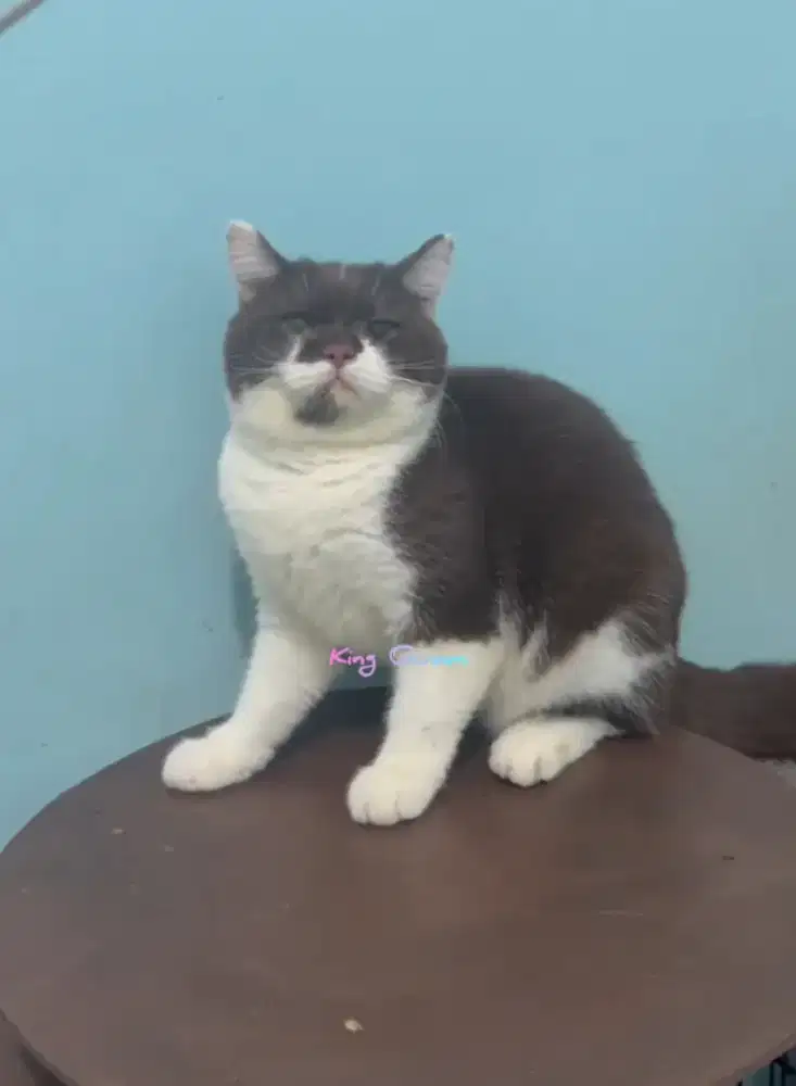 Kucing BSH British Shorthair Cinnamon Bicolor Jantan 7 Bulan