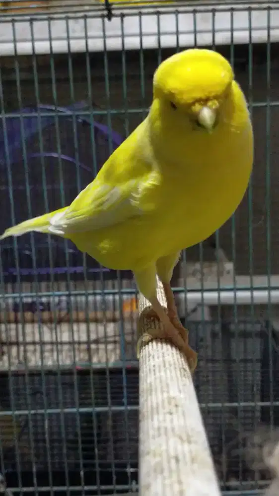 Burung kenari F1ys betina siapan