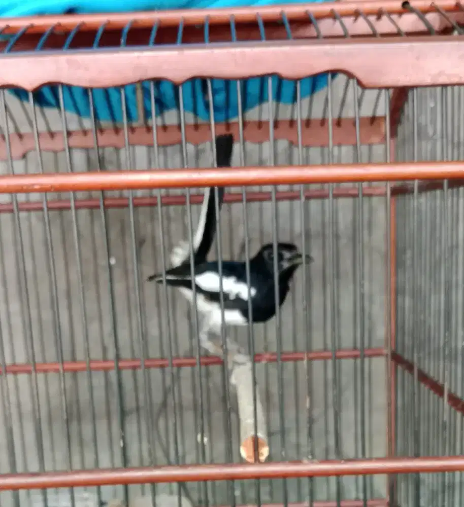 Burung kacer gacor kaki medang harian ngeplong