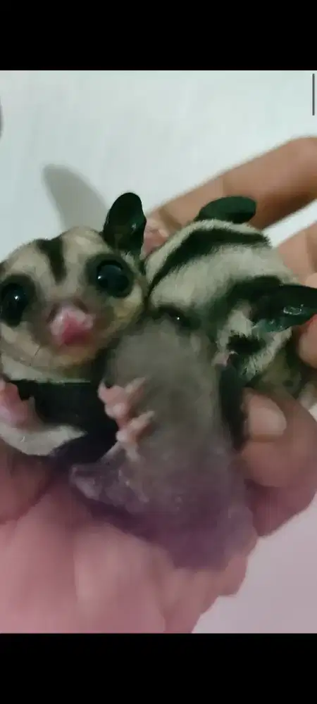 Sugar Glider Clasic grey sepasang