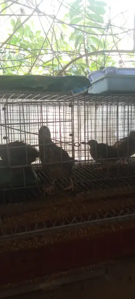 Burung Puyuh Jantan dan Betina