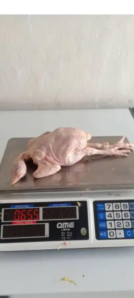 Ayam Broiler, Ayam Tg, Ayam potong