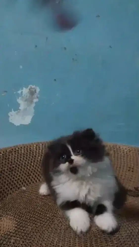 Ready betina Scottish fold