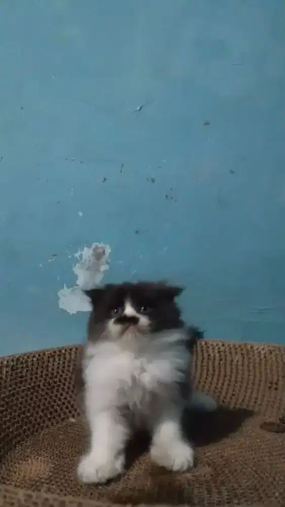 Ready betina Scottish fold