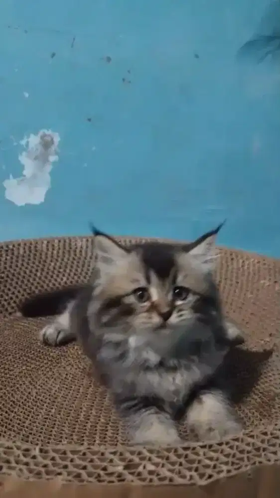 Ready betina anakan bsh