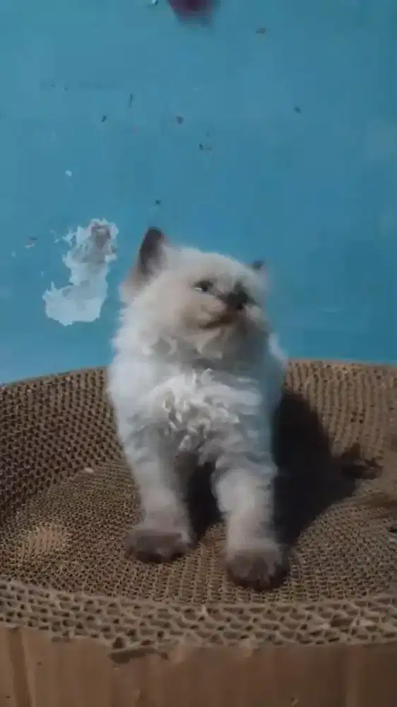 Ready betina anakan Himalaya