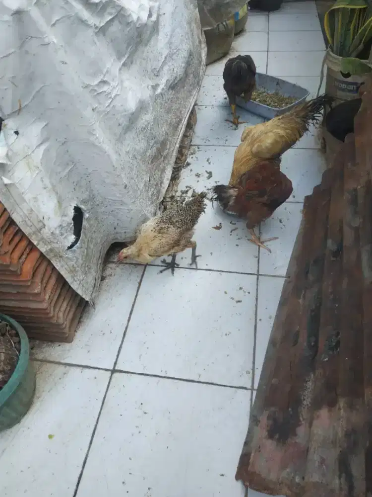 Ayam Kampung, Bangkok & Pelung