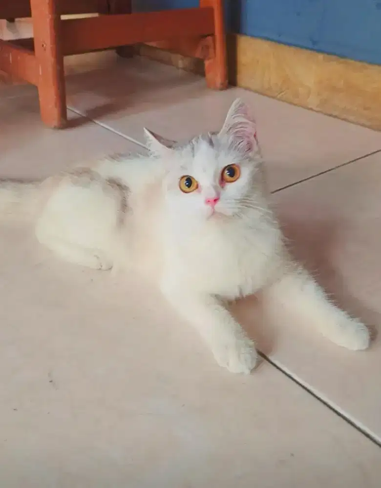 BSH Mix Persia Betina