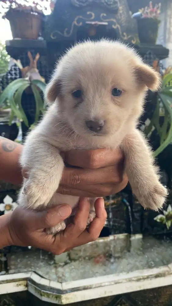 Anakan mix pom gembul