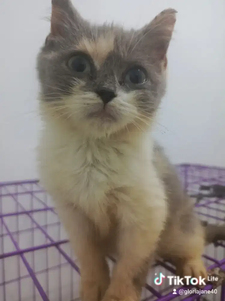 Bsh betins dilute kalico