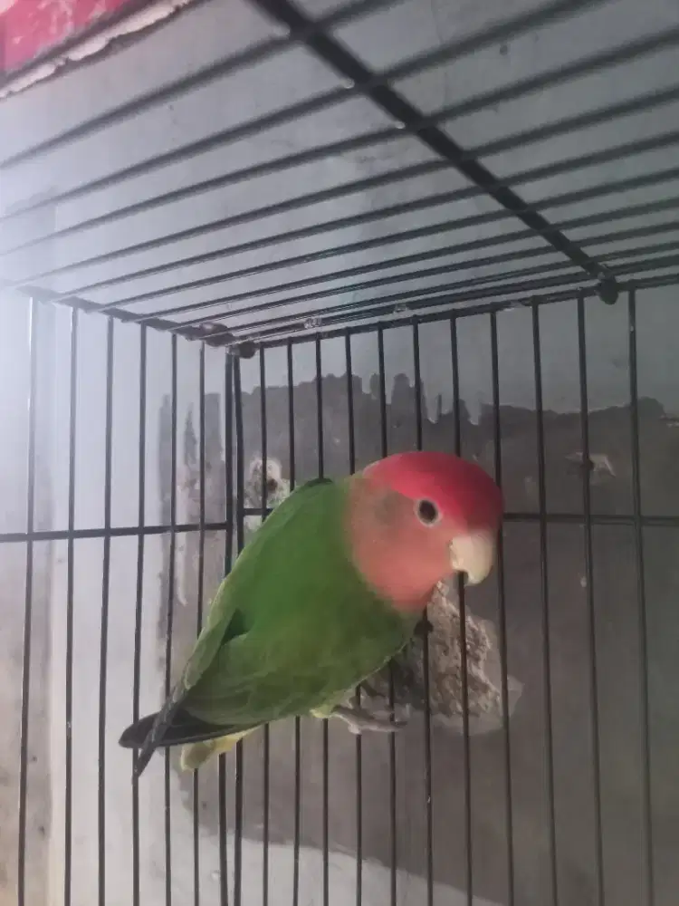 LOVEBIRD JANTAN NK OPALINE