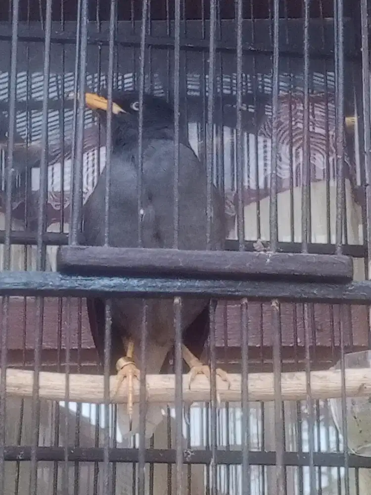 Burung Jalak Omas
