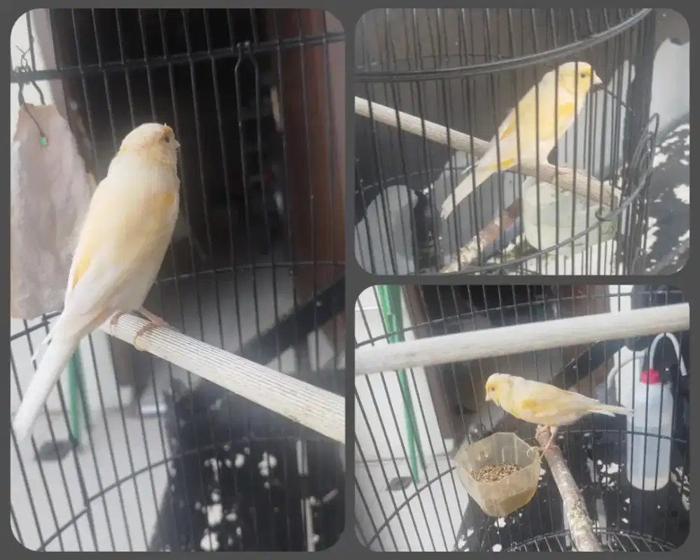 Kenari Betina produksi