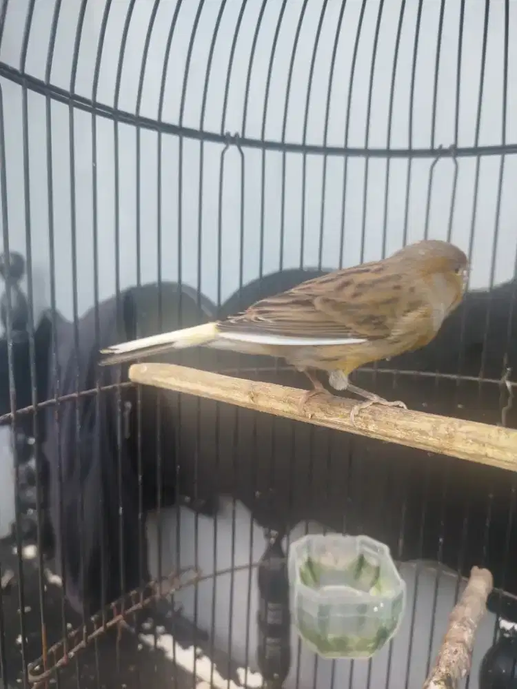 Kenari Betina + Sangkar