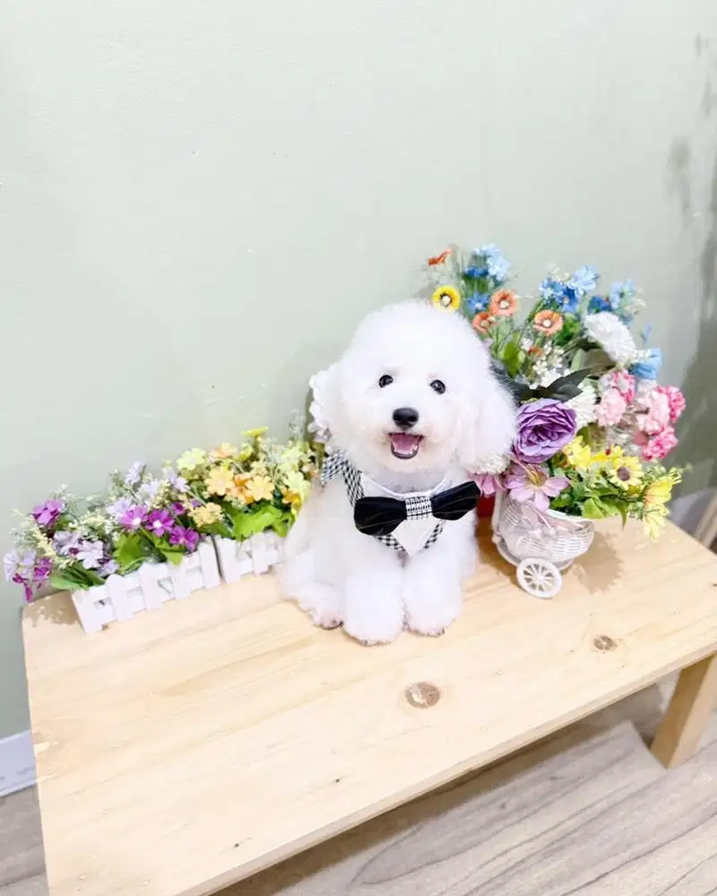 Korean mini bichon male super cute face sertifikat lengkap bkn poodle