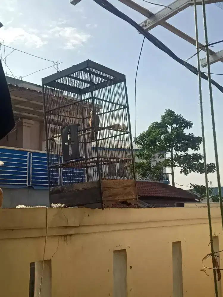 Burung trucuk rawatan jinak