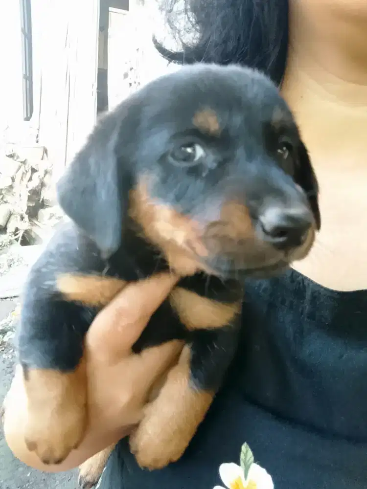 Anak anjing puppy tekel datchun