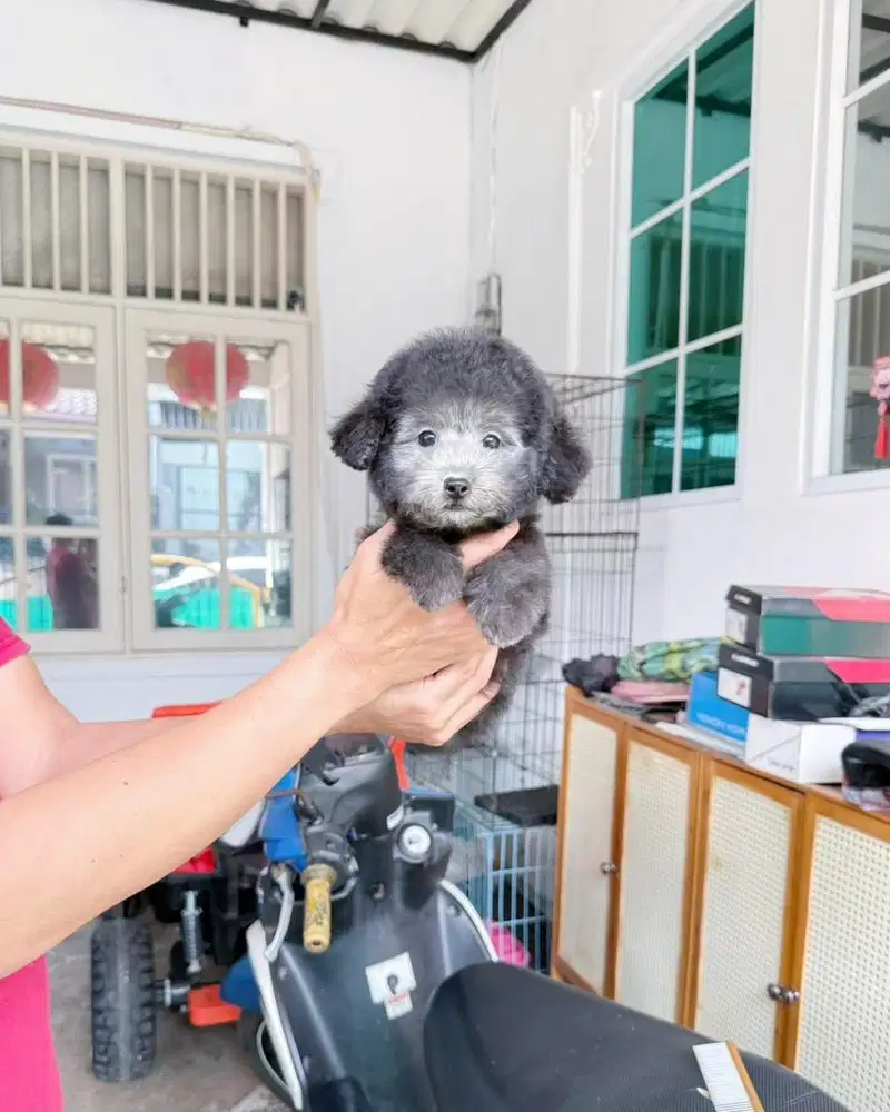 Tiny silver poodle male super cute face size kecil lucu poodel pudel