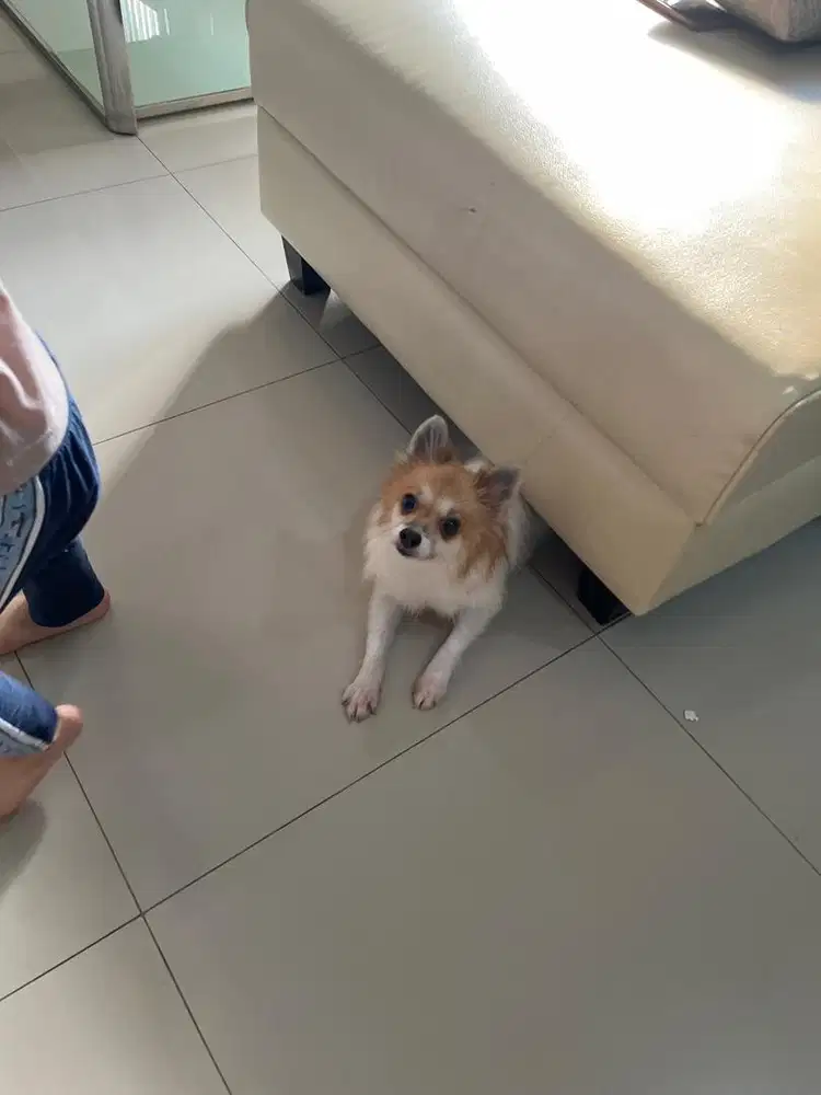 ART serabutan Bersih2 rumah dan jaga anak balita. Tidak takut anjing