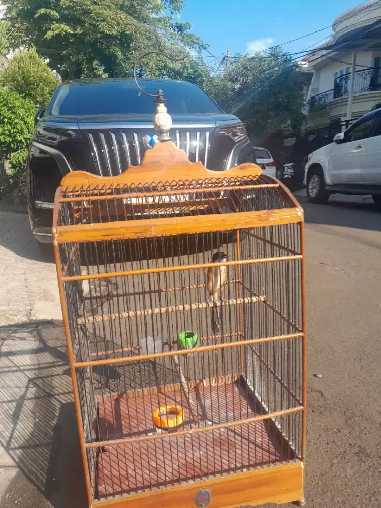 Jual pentet jatim jantan gacor