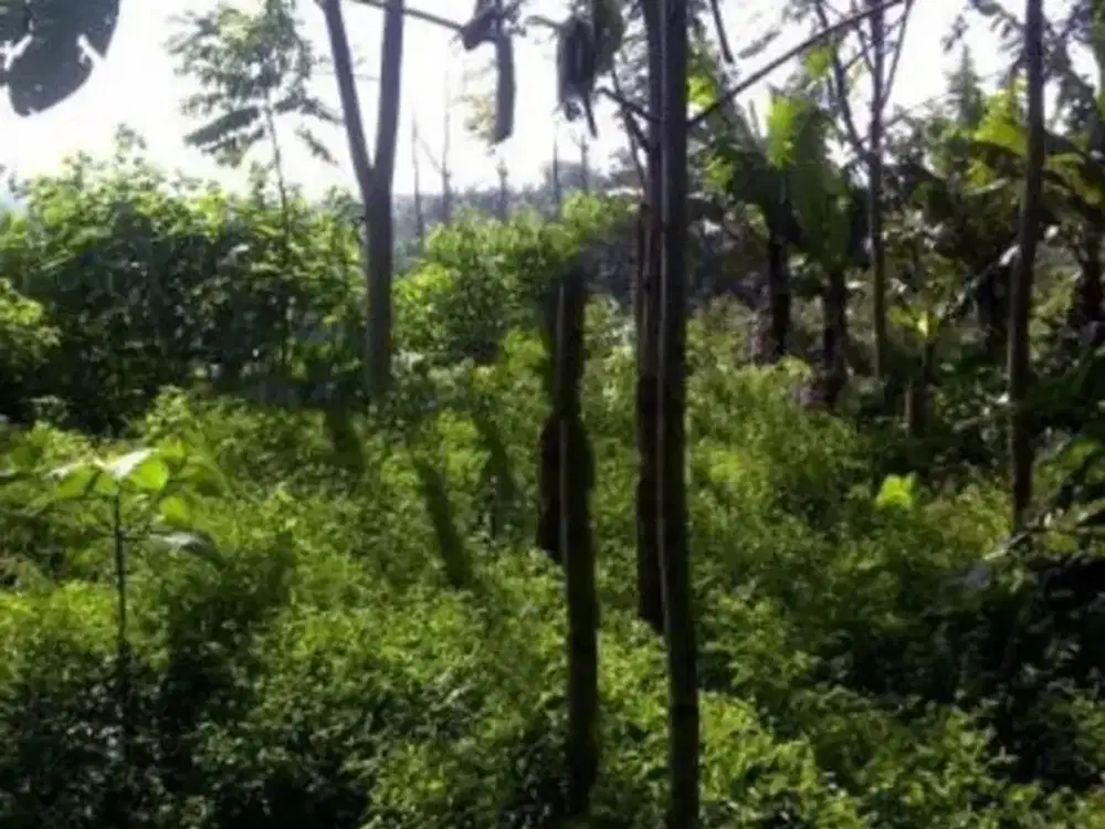 Kavling Di Bandung Utara Lembang Sangat cocok investasi