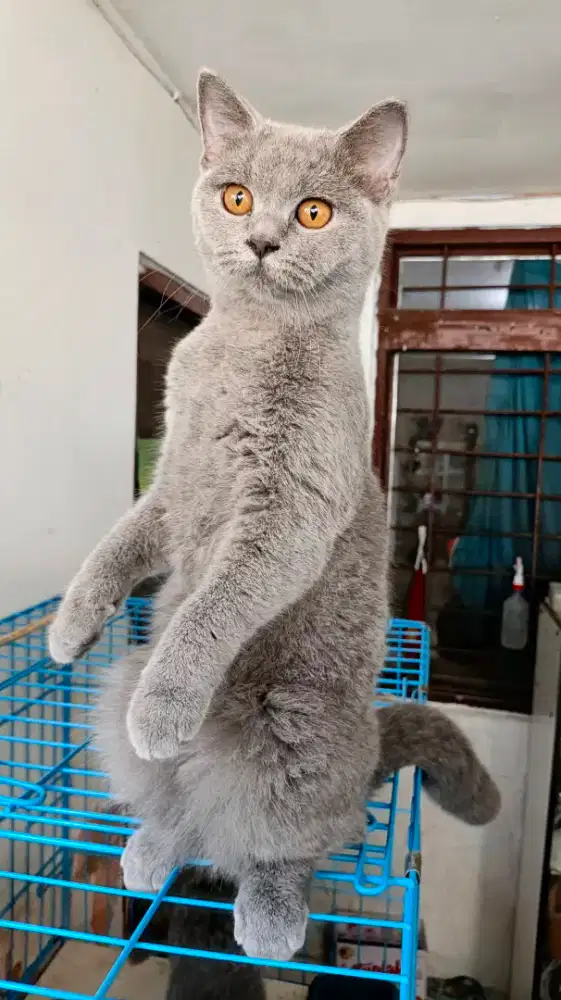 BSH BritishShorthair Betina 7 Blnan Pure Non PED Vaksin Murmer