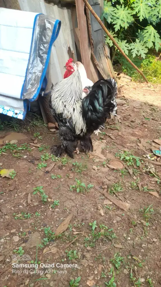 Induk ayam brahma