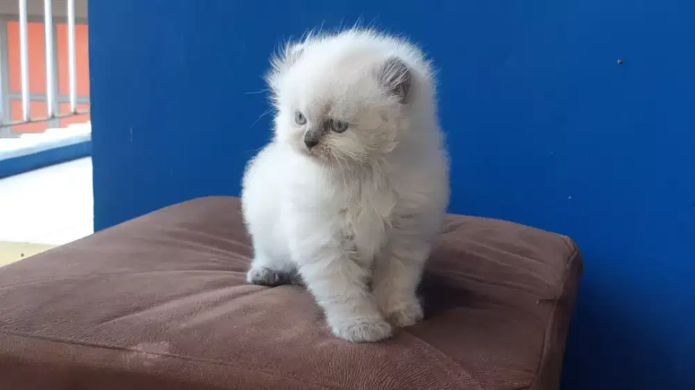 American Curl Himalaya blue Poin NS Jantan