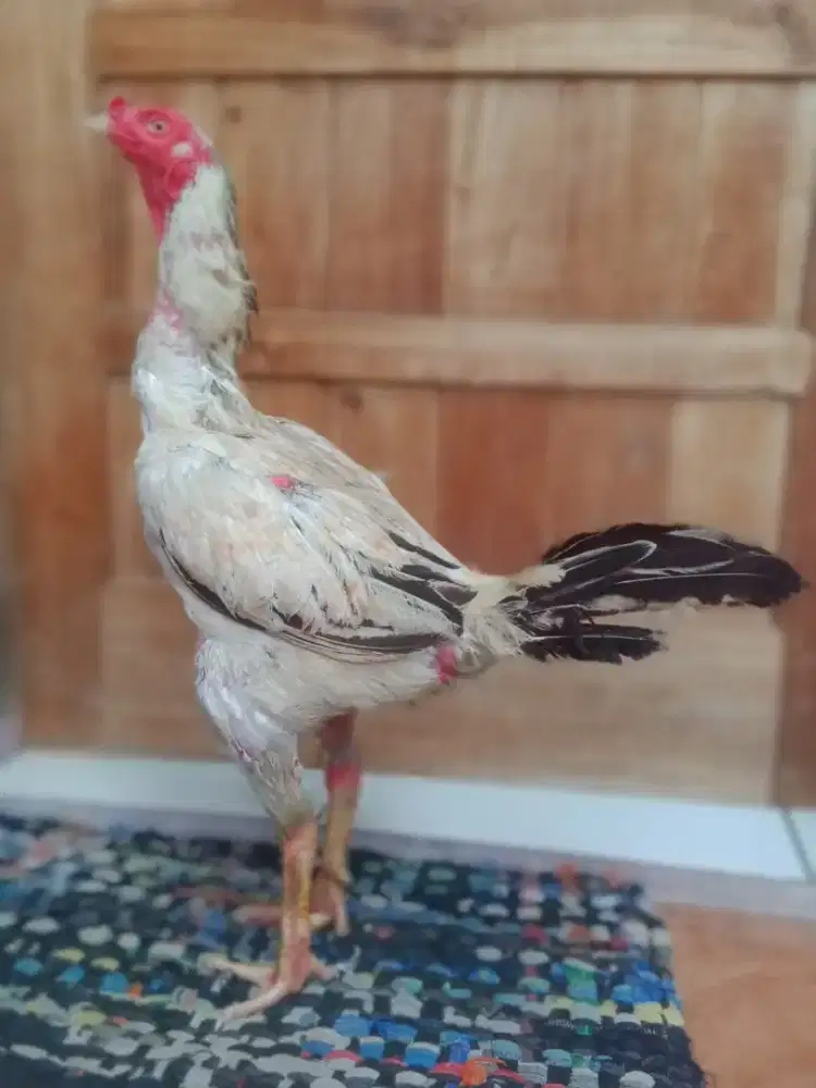 Ayam bulbi 3 x win vidio pukul ko ada sementara buat pejantanadu ok