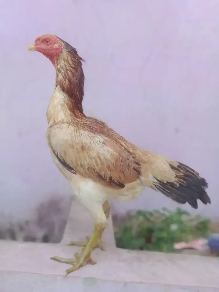 Ayam betina aseel jawerbnendo sisik Ubed mantap sped pukul saraf