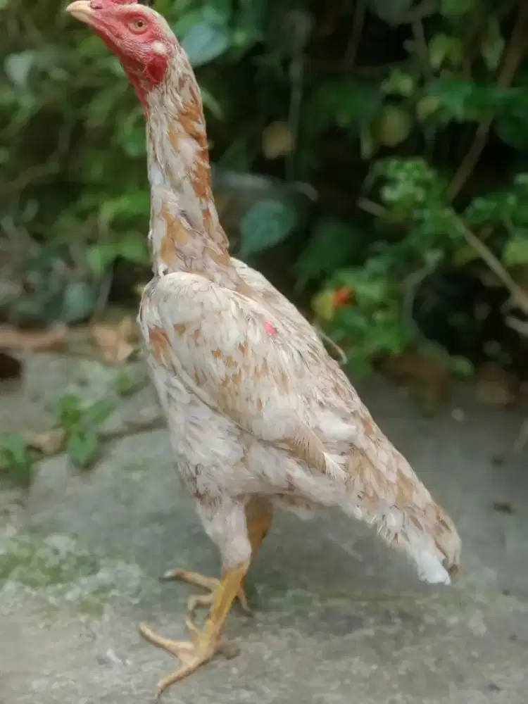 Ayam betina Brazilian siap produksi murah saja