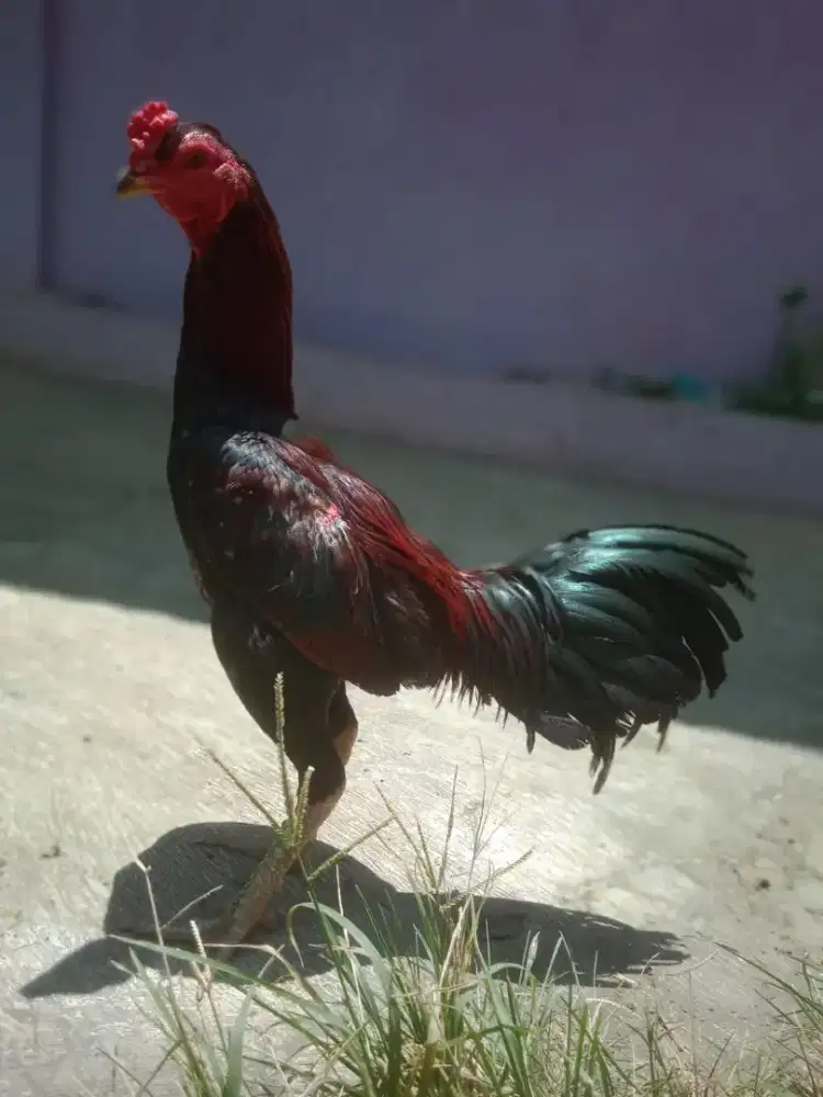 Ayam pamaaseelkhoy win 2 x jambul brakot timpuk jos murah saja