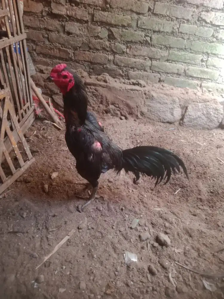 Ayam pakhoy blackbull baru Abar ada vidio konya murah saja