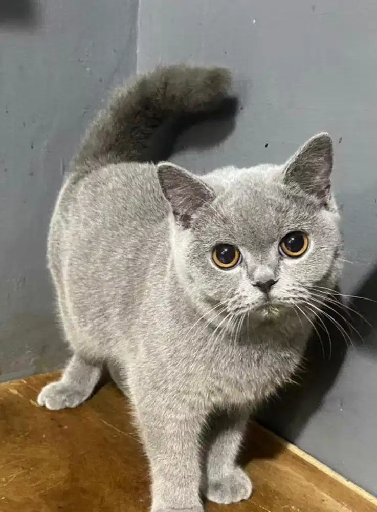 Kucing british shorthair bsh british shorthair