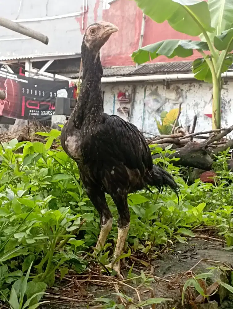 Ayam kampung siem silangan bangkok