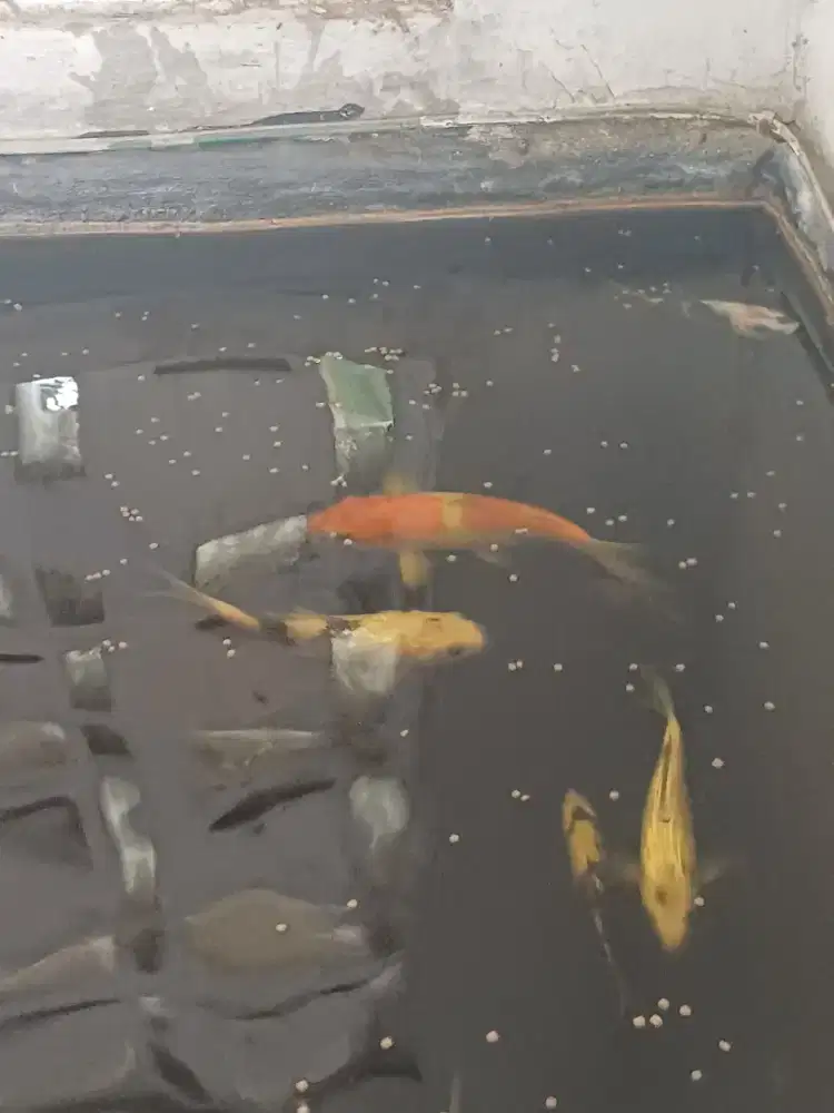 ikan hias koi bagi yang minat wa saja