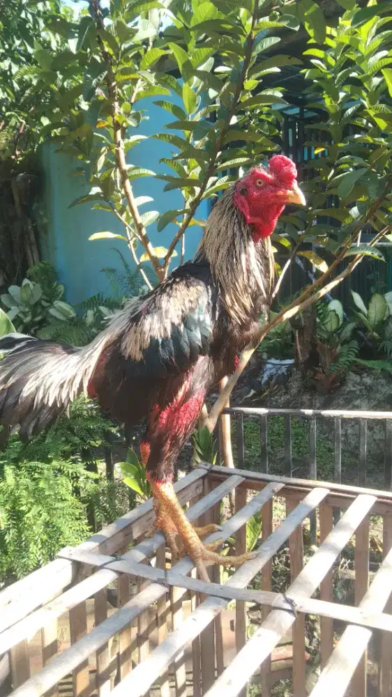 Ayam jago Bangkok klasik