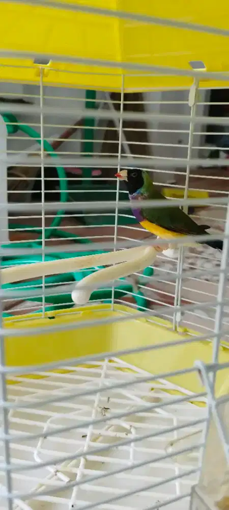 Gould amadin J+ kandang