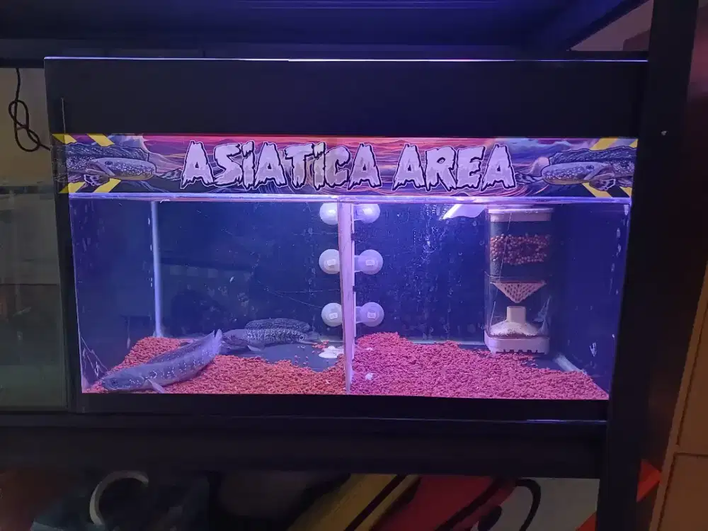 Aquarium 50x30x30 Backdrop Hitam doff